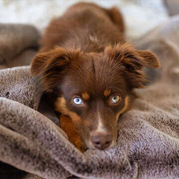 hund in kuscheldecke 360x360